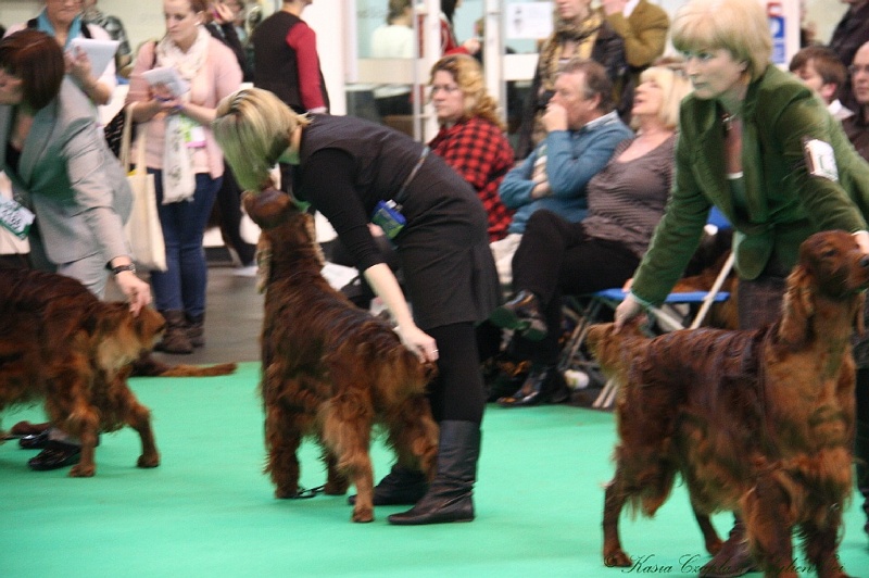 Crufts2011 736.jpg